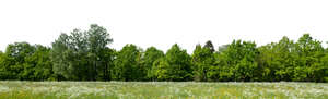 meadow with green trees