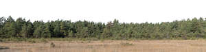 background with pine forest