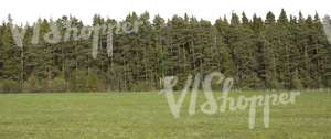 cut out background with spruce forest