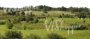 cut out agricultural landscape with a hay field