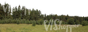 cut out background wih a meadow and tall spruces in the back