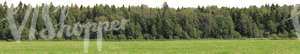 meadow with a forest in the background