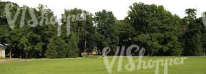 view on a park with tall trees