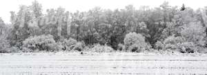 field of snow with a trees in the background