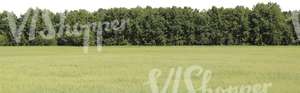 meadow with a forest in the background