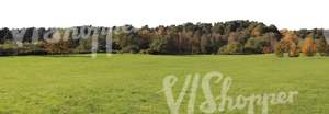 meadow in autumn with trees in the background