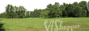 meadow with trees in the background