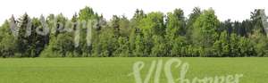 meadow with a row of trees