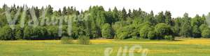 meadow with flowers and forest in the back