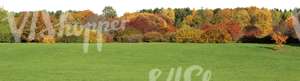 meadow with colorful forest in the background