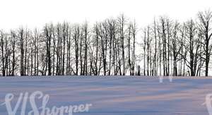 row of bare trees in wintertime