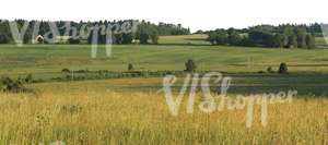 rural landscape with meadow and trees