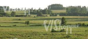 rural landscape with meadow and trees