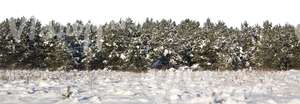 field of snow with a row of firs