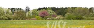 springtime landscape with blooming forest