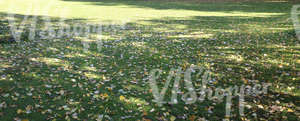 lawn with fallen leaves