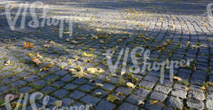 pavement with leaves and shadows