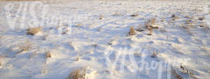 meadow covered with snow