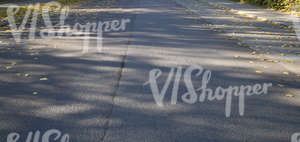 street with fallen leaves and tree shadows