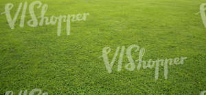 field of short grass