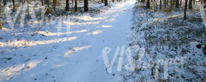 small forest road in winter