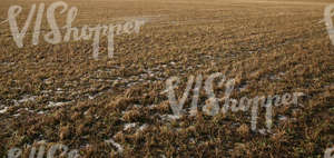 field with patches of melted snow