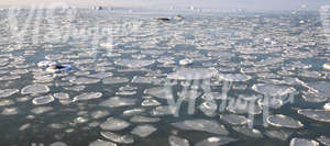 sea surface with floating ice