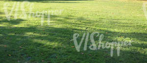 green lawn with tree shadows
