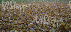 lawn covered with autumn leaves