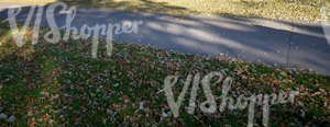 park walkway with autumn leaves