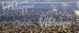 city street with fallen leaves