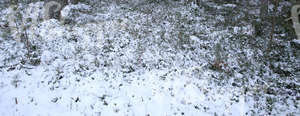 forest floor covered with snow