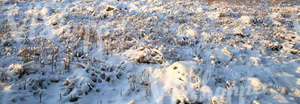 snowy winter landscape