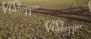 field with tractor tracks in springtime