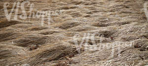 dry hay field after winter