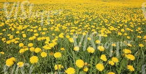 field of dandelions