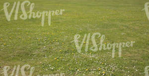 low cut grass with daisies and dandelions