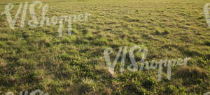 field of low grass in the springtime