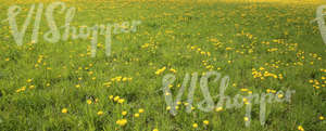 grass field with dandelions