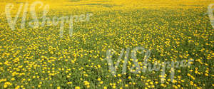 large field of dandelions