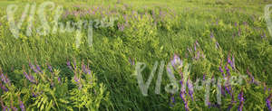 meadow of tall grass with flowers