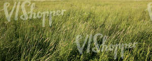 meadow of tall grass