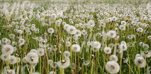 dandelions after flowering