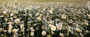 field of daisies at sunset