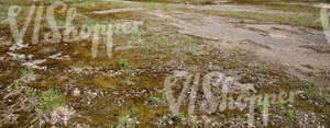 stony ground partially covered with moss and grass