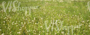 field of dandelions after flowering