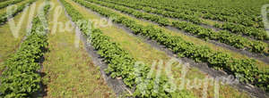 strawberry field