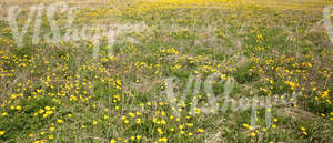 field of dandelions and hay