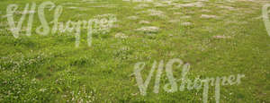 grass field with clover