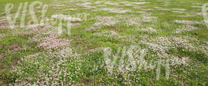 clover field